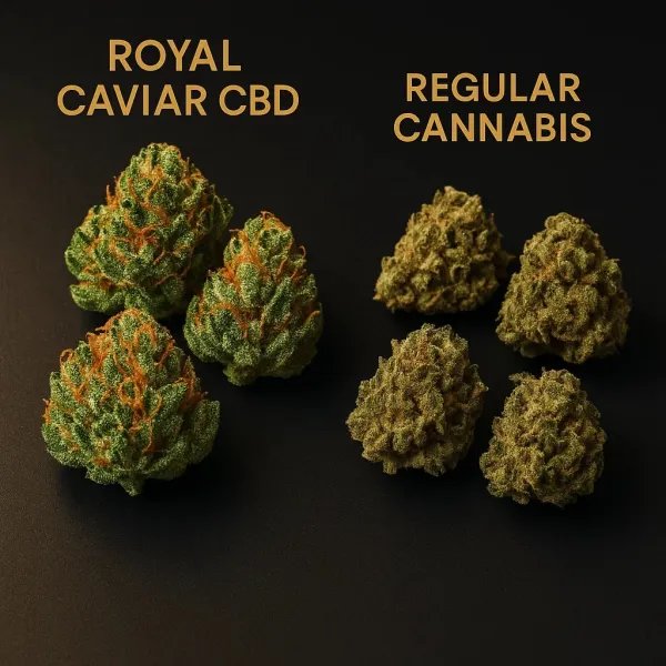 Royal Caviar CBD Indoor Premium – Small Buds 10g | Elegância e Qualidade em Cada Grama