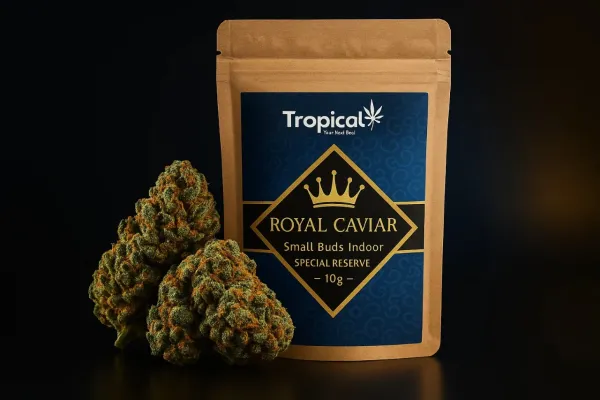 Royal Caviar CBD Indoor Premium – Small Buds 10g | Elegância e Qualidade em Cada Grama
