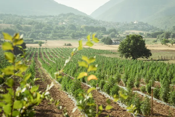 Caviar Flores de CBD Small buds 10g