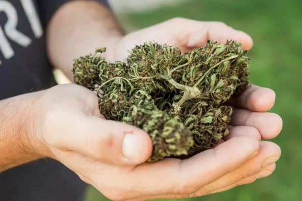 Sunset CBD Greenhouse Premium | Tropical Bud