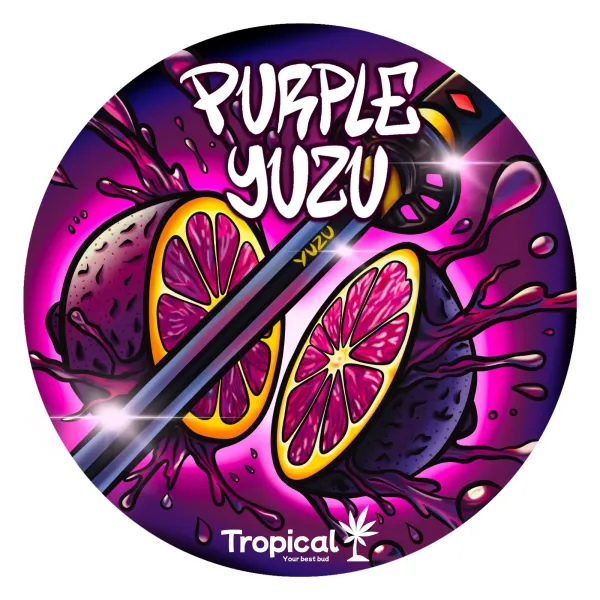 Purple Yuzu CBD Indoor Premium