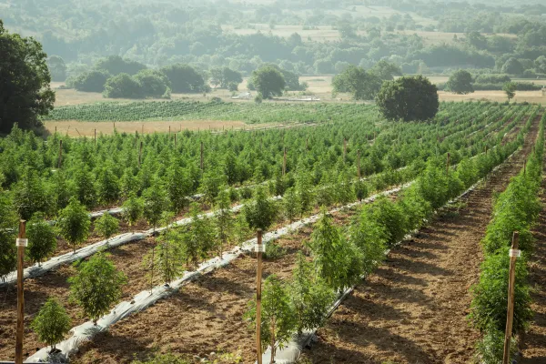 🌿 Therapy CBD Greenhouse Premium