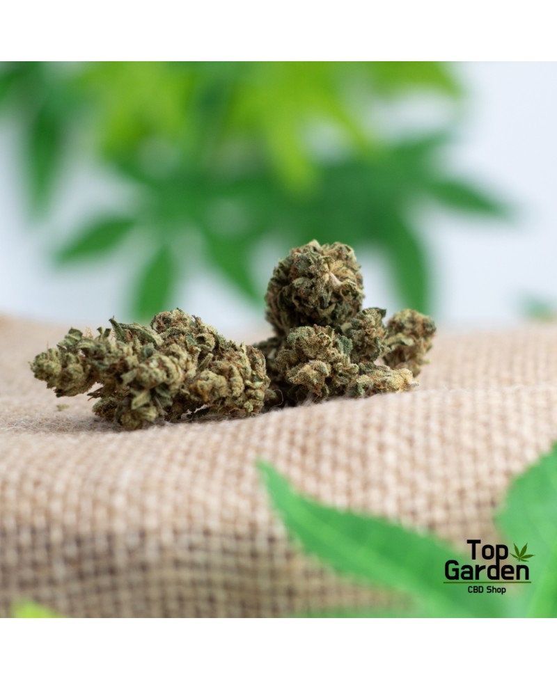 Flor de Cbd Blue Gelato de Pata Verde Flor de Canhamo