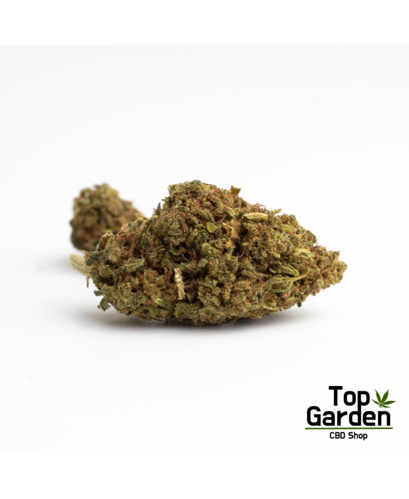 Flor de Cbd Carmagnola de Pata Verde Flor de Canhamo