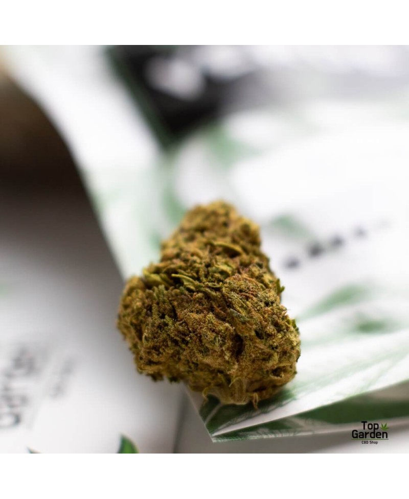 Flor de Cbd Og Kush de Pata Verde Flor de Canhamo
